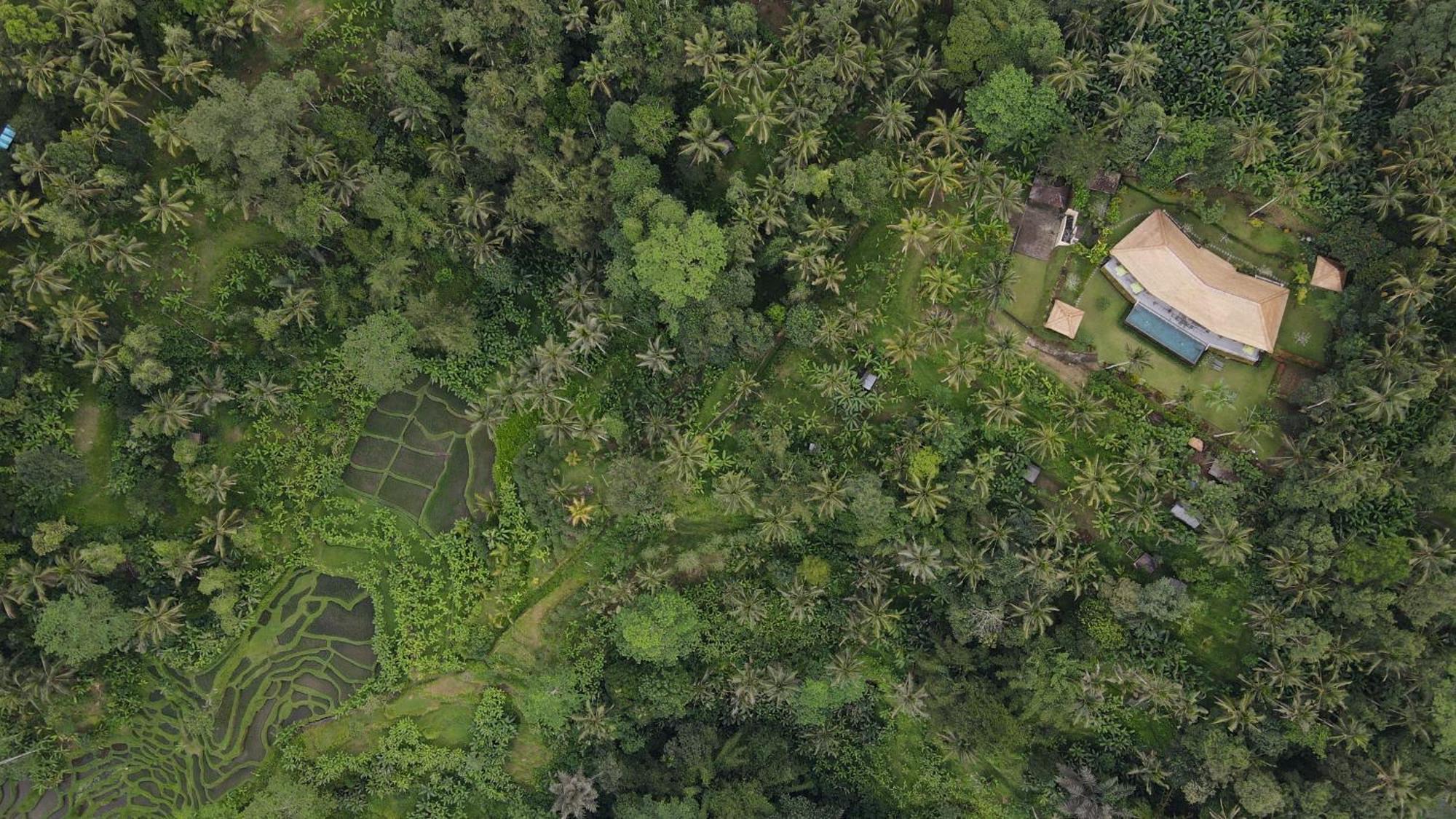 Villa Themma Jungle - Sumptuous 3Br Luxury Villa With Majestic Jungle View North Of Ubud מראה חיצוני תמונה